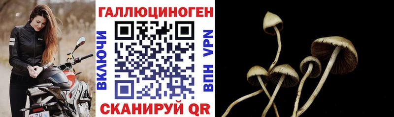 Галлюциногенные грибы Psilocybe  купить   darknet Telegram  Новосокольники 
